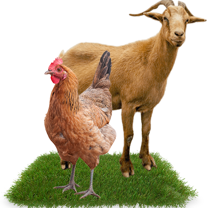 Goat and Chicken on grass